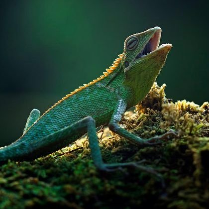 A lizard on a branch